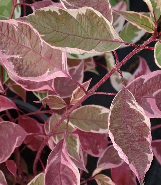 Cornus alba 'Elegantissima'